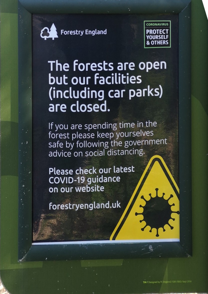 Forest open